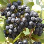 Apfelbeere Aronia