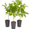 Pawpaw (Asimina triloba) DAVIS