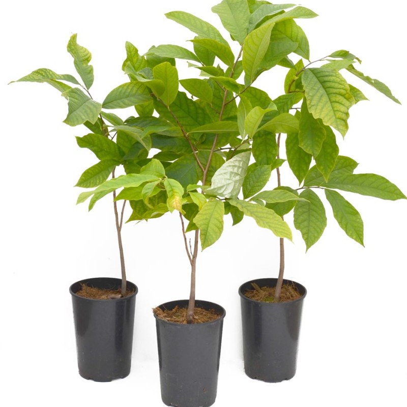 Pawpaw (Asimina triloba) DAVIS