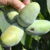 Pawpaw (Asimina triloba) PRIMA 1216