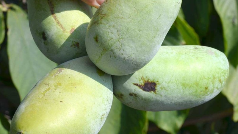 Pawpaw - skúsenosti s pokusným pestovaním v Nemecku
