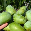 Pawpaw (Asimina triloba) PRIMA 1216