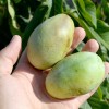 Pawpaw tree (Asimina triloba) MANGO
