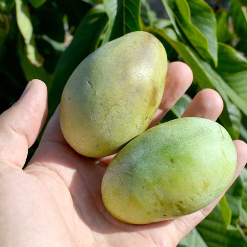 Pawpaw tree (Asimina triloba) MANGO