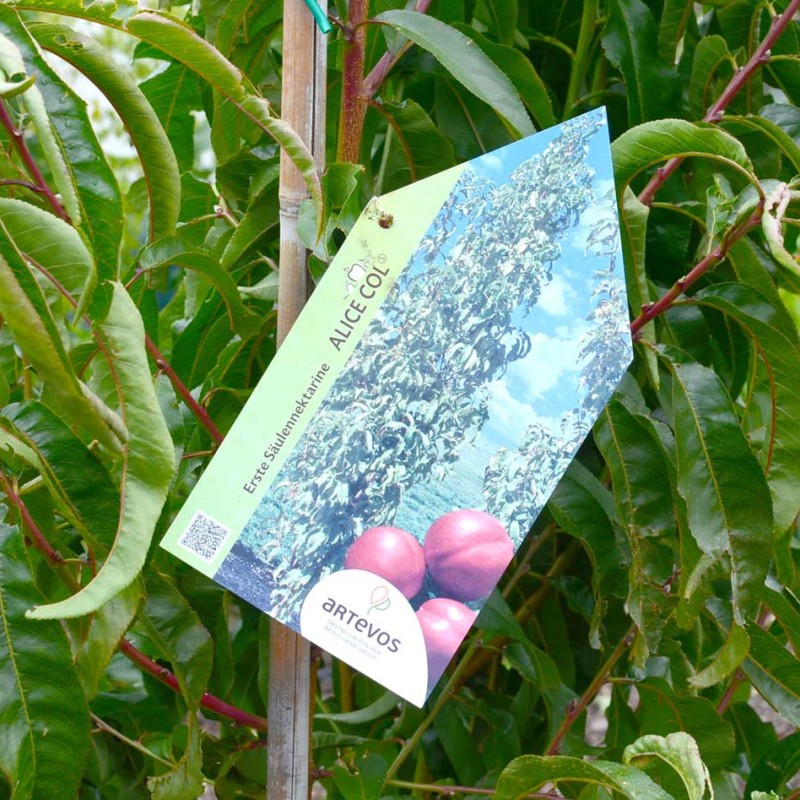 Nektarinka stĺpová (Prunus persica var. nucipersica) ALICE COL
