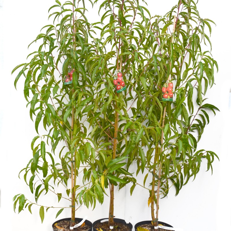 Broskyňa (Prunus persica) VISTARICH