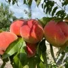 Peach (Prunus persica) CANADIAN HARMONY