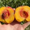 Peach (Prunus persica) CANADIAN HARMONY