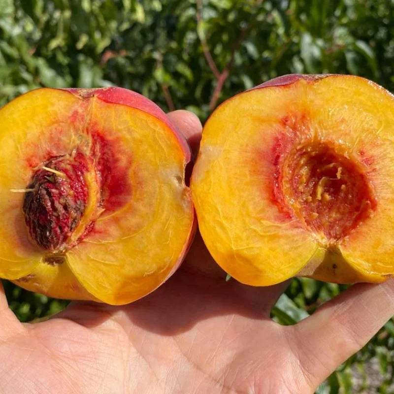 Peach (Prunus persica) CANADIAN HARMONY