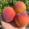 Peach (Prunus persica) CANADIAN HARMONY
