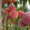 Peach (Prunus persica) CANADIAN HARMONY