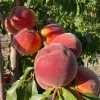 Peach (Prunus persica) CANADIAN HARMONY