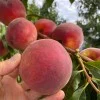 Peach (Prunus persica) CANADIAN HARMONY
