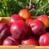 Nektarinka (Prunus persica var. nucipersica) CORA