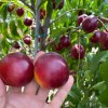 Nektarinka (Prunus persica var. nucipersica) CORA