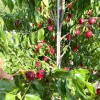 Nektarinka (Prunus persica var. nucipersica) CORA