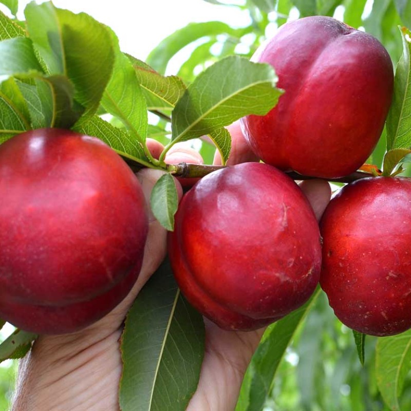 Nektarinka (Prunus persica var. nucipersica) EARLY DEVIL