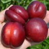 Nektarinka (Prunus persica var. nucipersica) FANTASIA