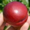 Nektarinka (Prunus persica var. nucipersica) FANTASIA