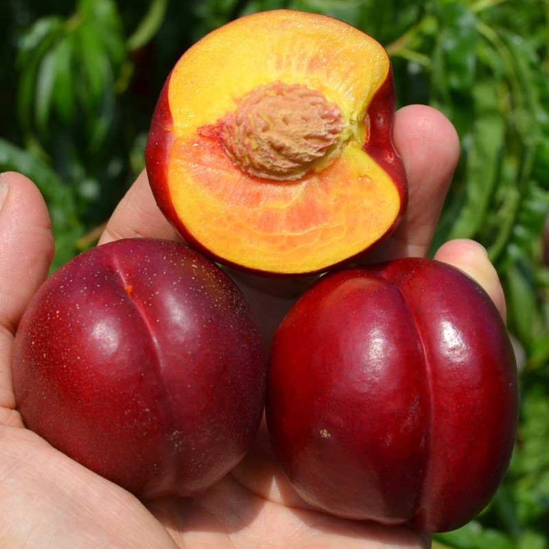 Nektarinka (Prunus persica var. nucipersica) FANTASIA