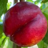 Nektarinka plochá (Prunus persica var. nucipersica) FLATERINA