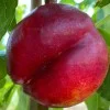 Nektarinka plochá (Prunus persica var. nucipersica) FLATERINA