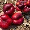 Nektarinka plochá (Prunus persica var. nucipersica) FLATERINA