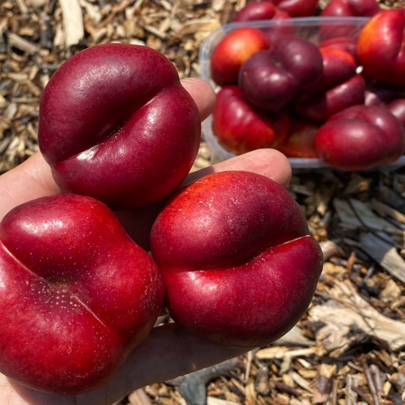 Nektarinka plochá (Prunus persica var. nucipersica) FLATERINA