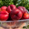 Nektarinka plochá (Prunus persica var. nucipersica) FLATERINA