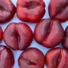 Nektarinka plochá (Prunus persica var. nucipersica) FLATERINA