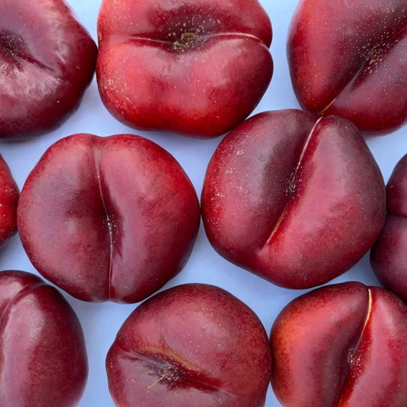 Nektarinka plochá (Prunus persica var. nucipersica) FLATERINA