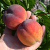 Broskyňa (Prunus persica) JUŽNAJA GARMONIJA