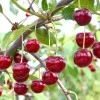 Sour Cherry (Prunus cerasus) ACHAT®