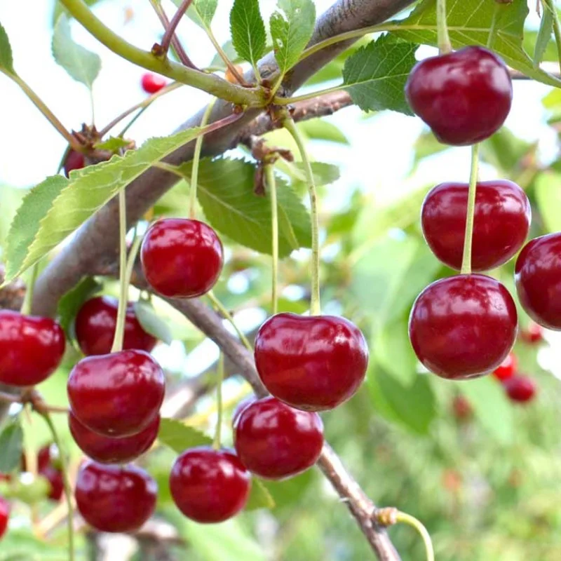 Sour Cherry (Prunus cerasus) ACHAT®