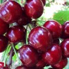 Čerešňa (Prunus avium) BURLAT