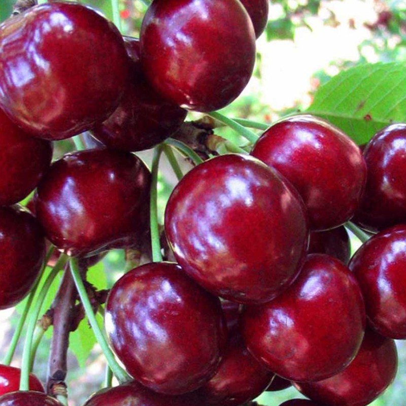Čerešňa (Prunus avium) BURLAT