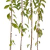 Čerešňa stĺpová (Prunus avium) CAMPANILO