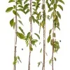 Säulenkirsche (Prunus avium) CAMPANILO