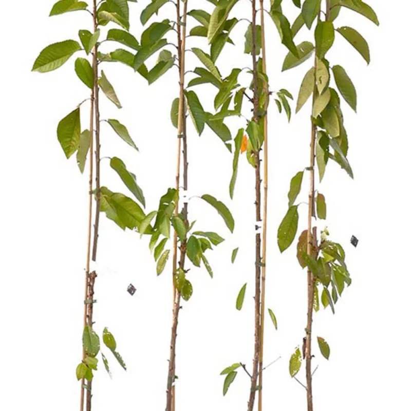Säulenkirsche (Prunus avium) CAMPANILO