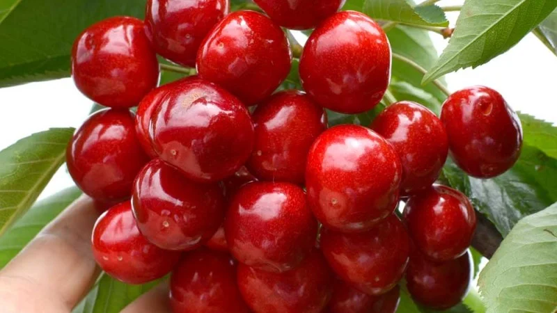 Na podpníku GiSelA 5 si stromy čerešní udržujú malý vzrast Na podpníku GiSelA 5 si stromy čerešní udržujú malý vzrast