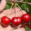 Čerešňa stĺpová (Prunus avium) CLAUDIA
