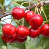 Čerešňa stĺpová (Prunus avium) CLAUDIA