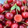Sauerkirsche (Prunus cerasus) KARNEOL®