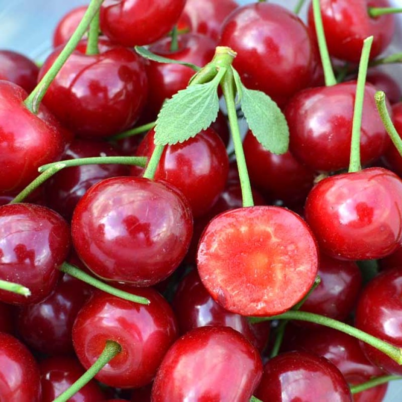 Sauerkirsche (Prunus cerasus) KARNEOL®
