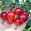 Sauerkirsche (Prunus cerasus) KARNEOL®