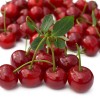 Sauerkirsche (Prunus cerasus) KARNEOL®