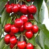 Čerešňa (Prunus avium) KORDIA