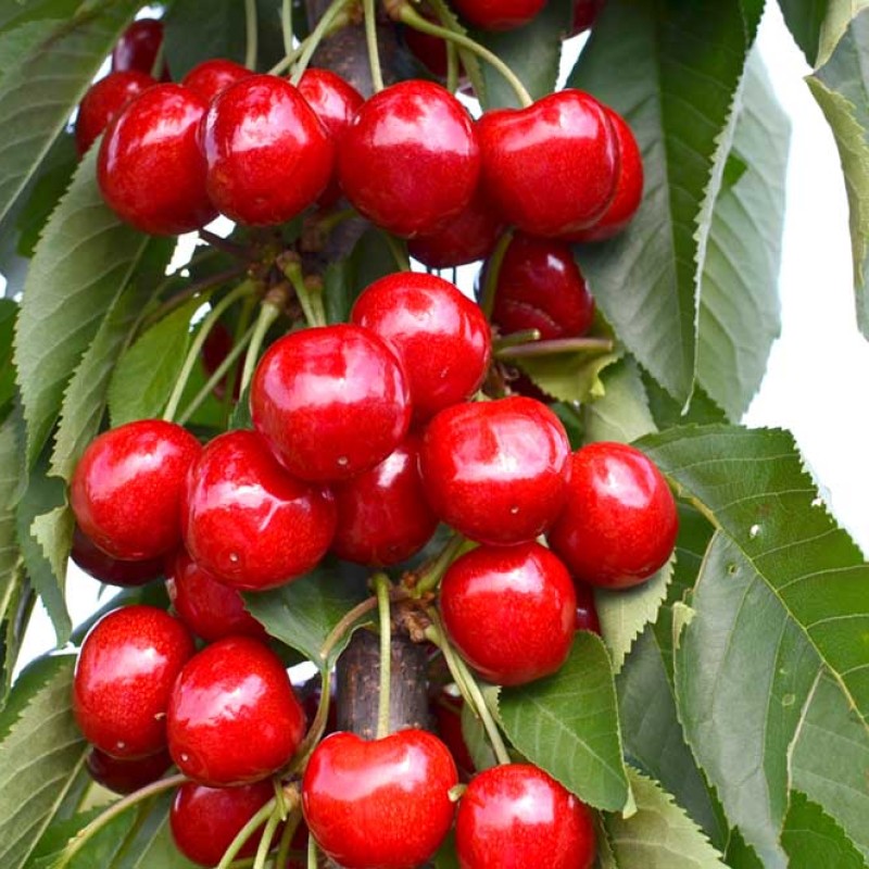 Čerešňa (Prunus avium) KORDIA