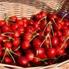 Čerešňa (Prunus avium) LAPINS