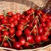 Süßkirsche (Prunus avium) LAPINS